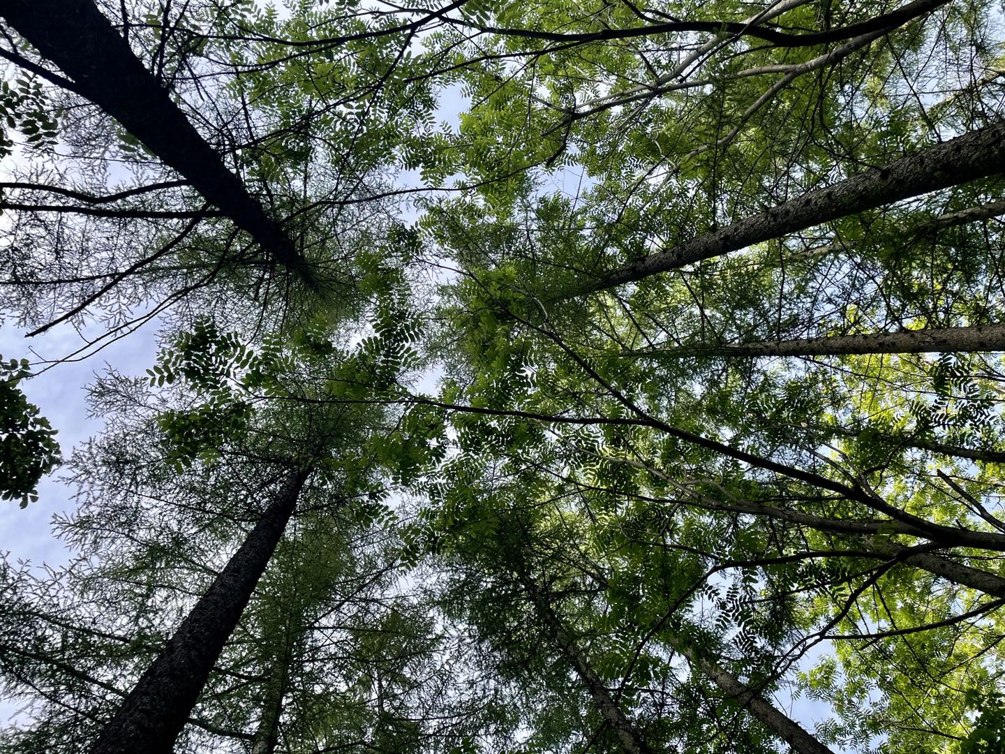 1623234783983026.jpg 1623234783983026.jpg